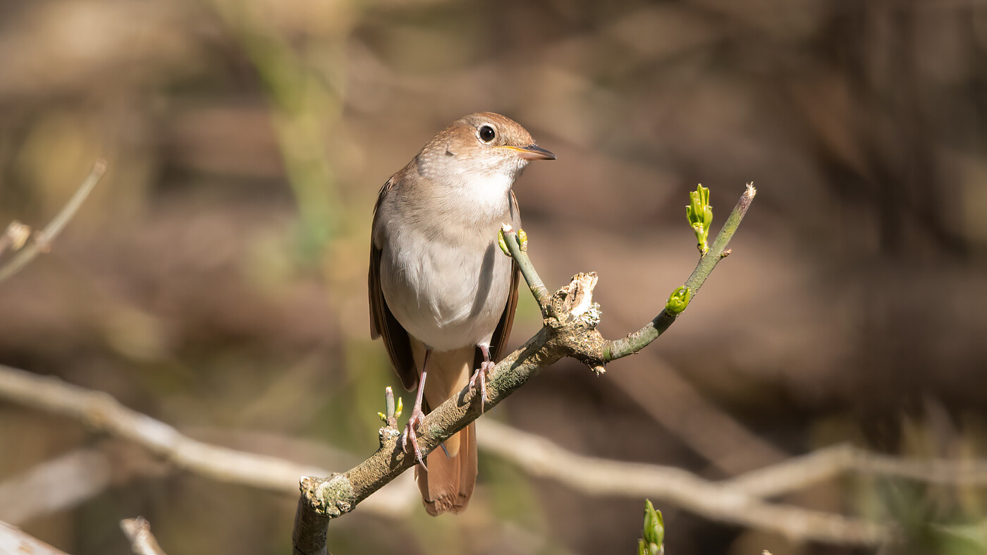 Common Nightingale | Luscinia megarhynchos | Den Haag | 30-03-2021