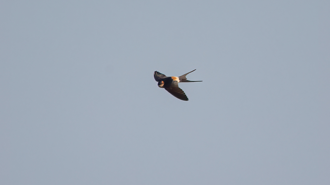 Red-rumped Swallow | Cecropis daurica | 's-Gravenzande | 06-05-2021