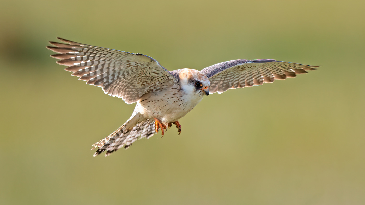 Red-footed Falcon | Falco vespertinus | Klazienaveen | 07-05-2021
