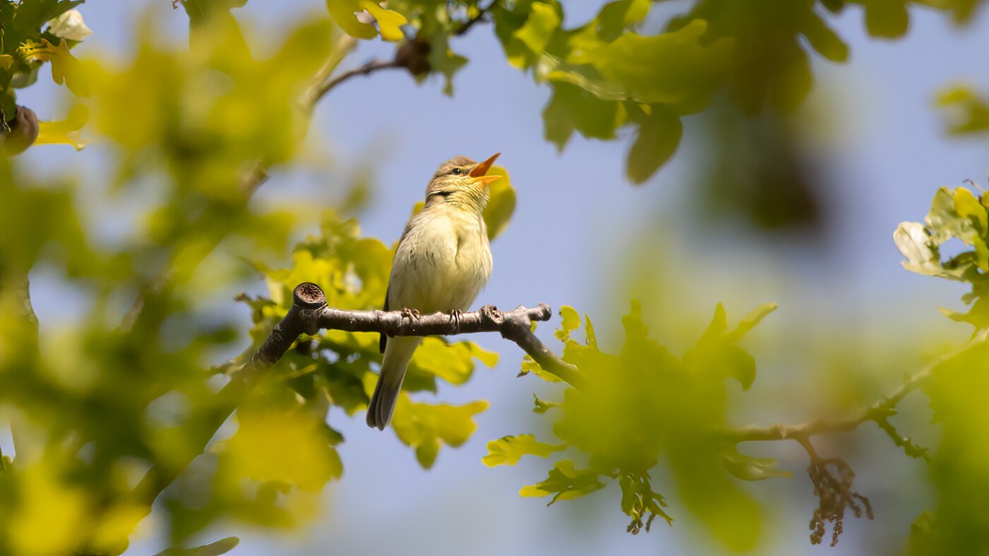 Melodious Warbler | Hippolais polyglotta | Photo made in the Maashorst, The Netherlands | 28-05-2021