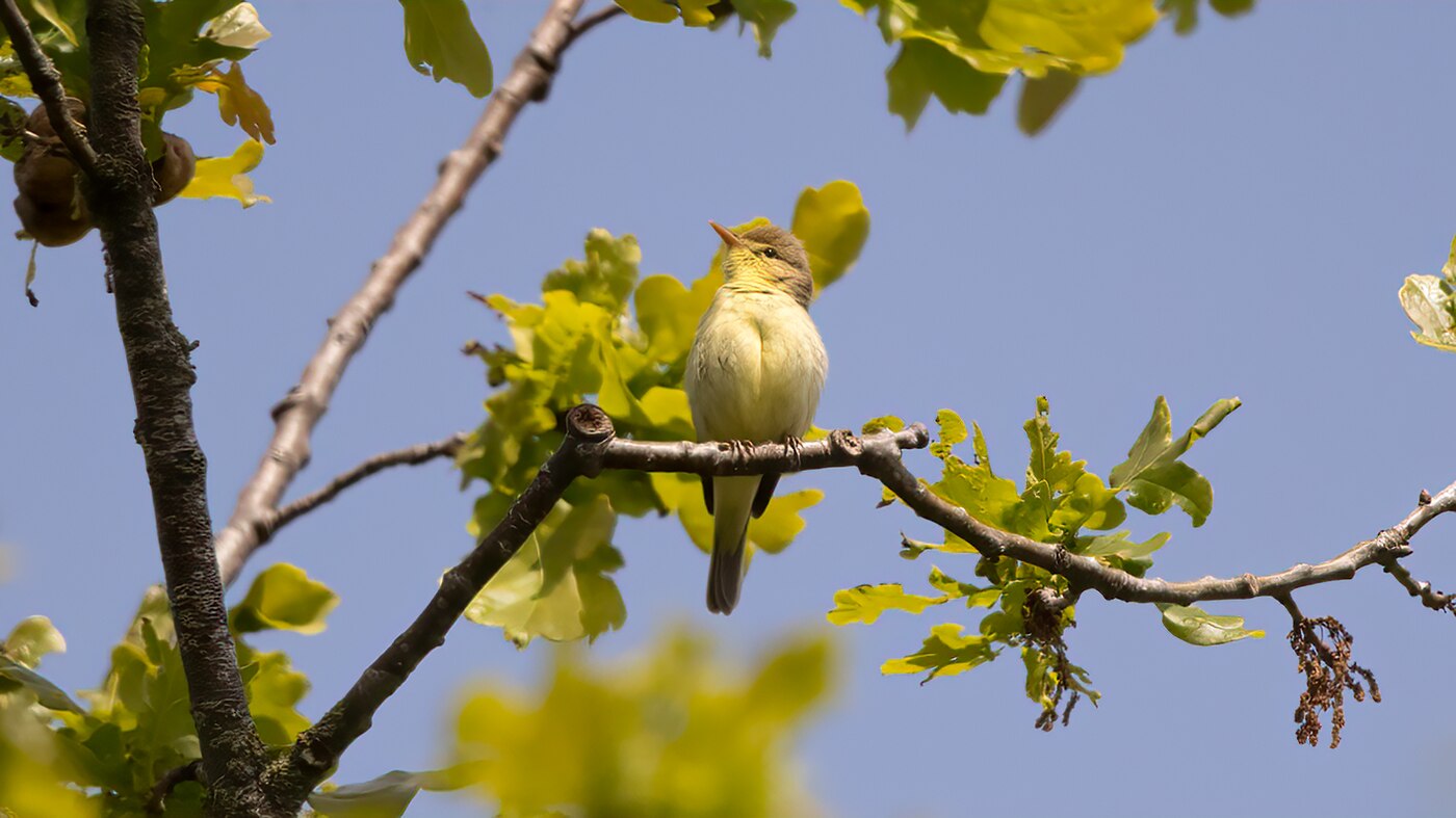Melodious Warbler | Hippolais polyglotta | Photo made in the Maashorst, The Netherlands | 28-05-2021