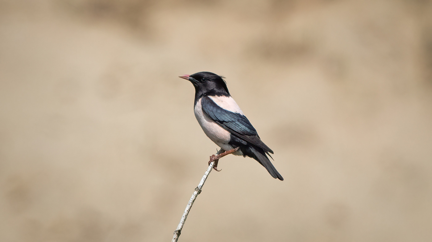 Rosy Starling | Pastor roseus | Photo made near Katwijk, The Netherlands | 3-06-2021