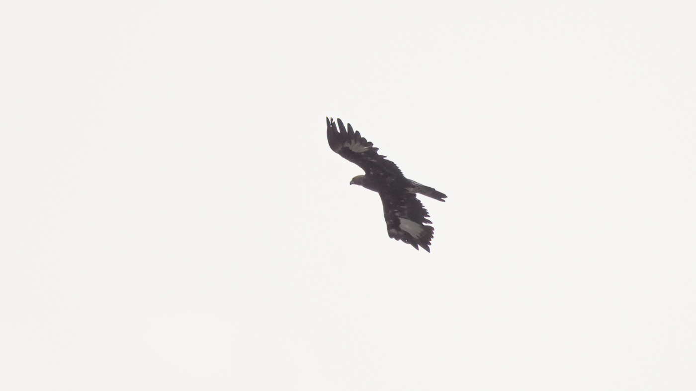 Golden Eagle | Aquila chrysaetos | Photo made near Otterlo, The Netherlands | 3-08-2021