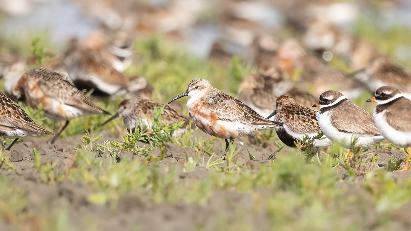 Curlew Sandpiper | Calidris ferruginea | Photo made at Westhoek near
                St.-Jacobiparochie, The Netherlands | 8-08-2021