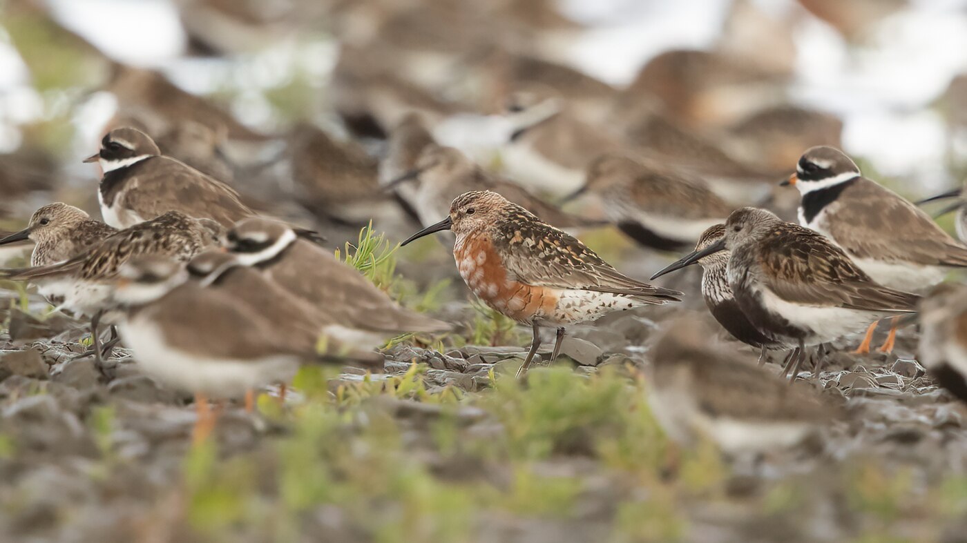 Curlew Sandpiper | Calidris ferruginea | Photo made at Westhoek near St.-Jacobiparochie, The Netherlands | 8-08-2021