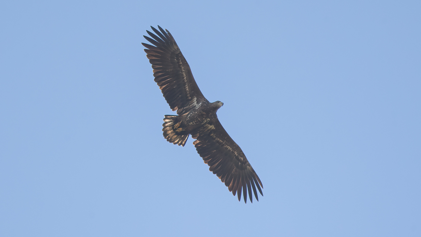 White-tailed Eagle | Haliaeetus albicilla | Migration site Brobbelbies Noord | 28-10-2021