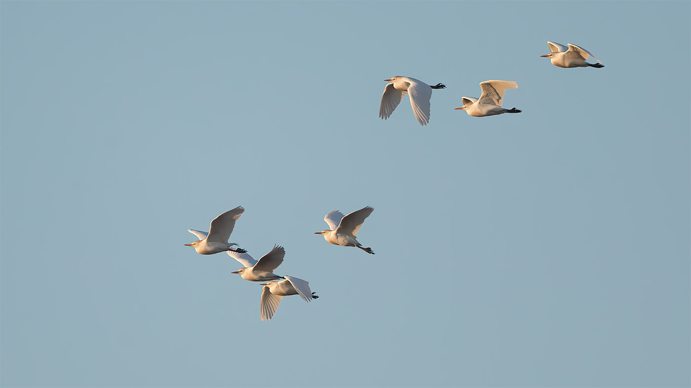 Western Cattle Egret | Bubulcus ibis