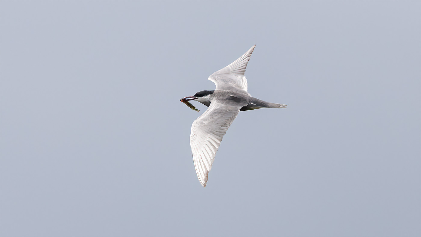 Whiskered Tern | Chlidonias hybrida | Photo made at the Onnerpolder