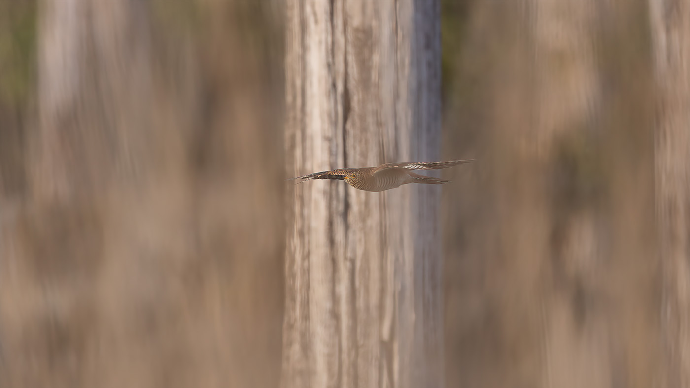 Common Cuckoo | Cuculus canorus