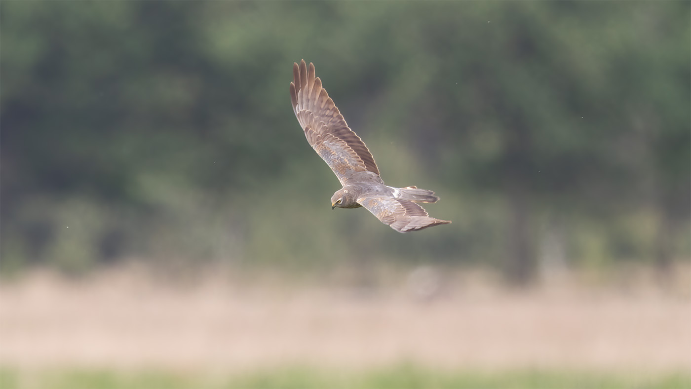 Montagu's Harrier | Circus pygargus | Photo made at the migration site Brobbelbies Noord