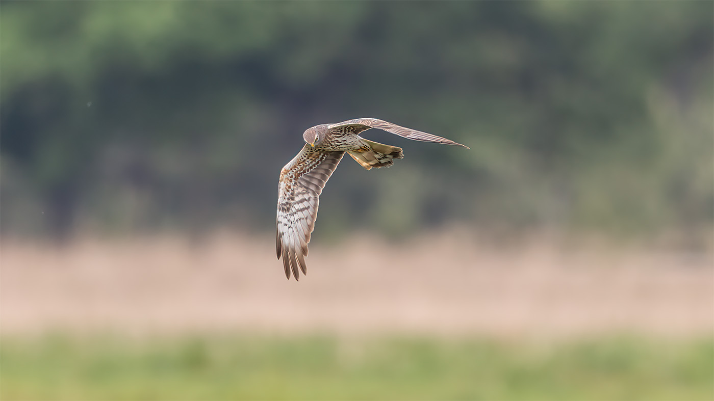Montagu's Harrier | Circus pygargus | Photo made at the migration site Brobbelbies Noord