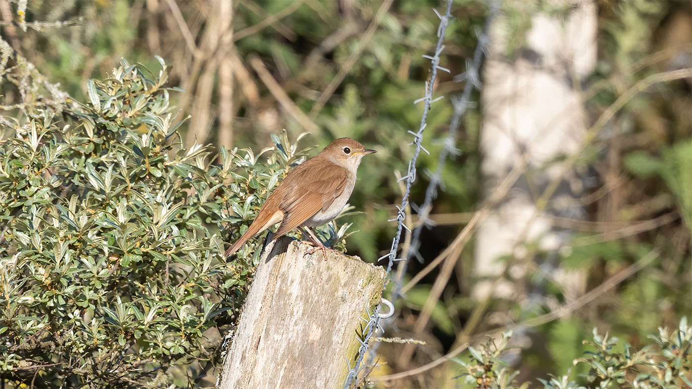 Common Nightingale | Luscinia megarhynchos | Photo made near Castricum