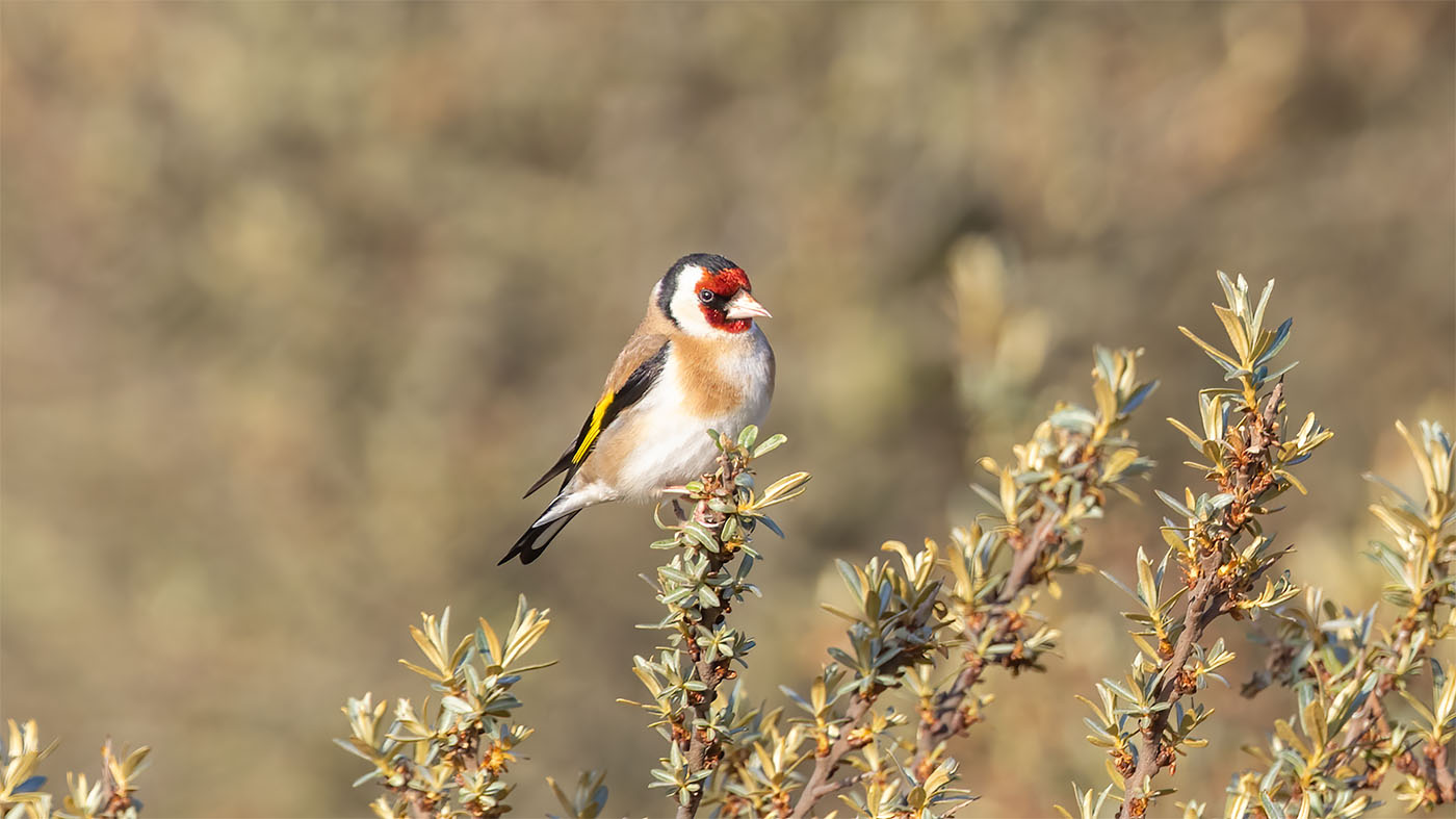 European Goldfinch | Carduelis carduelis | Photo made near Castricum