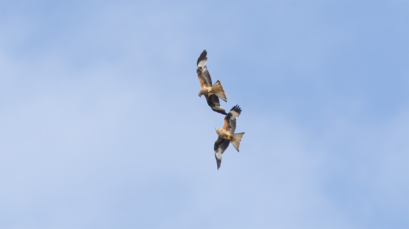 Red Kite | Milvus milvus | Photo made at the migration site Brobbelbies Noord