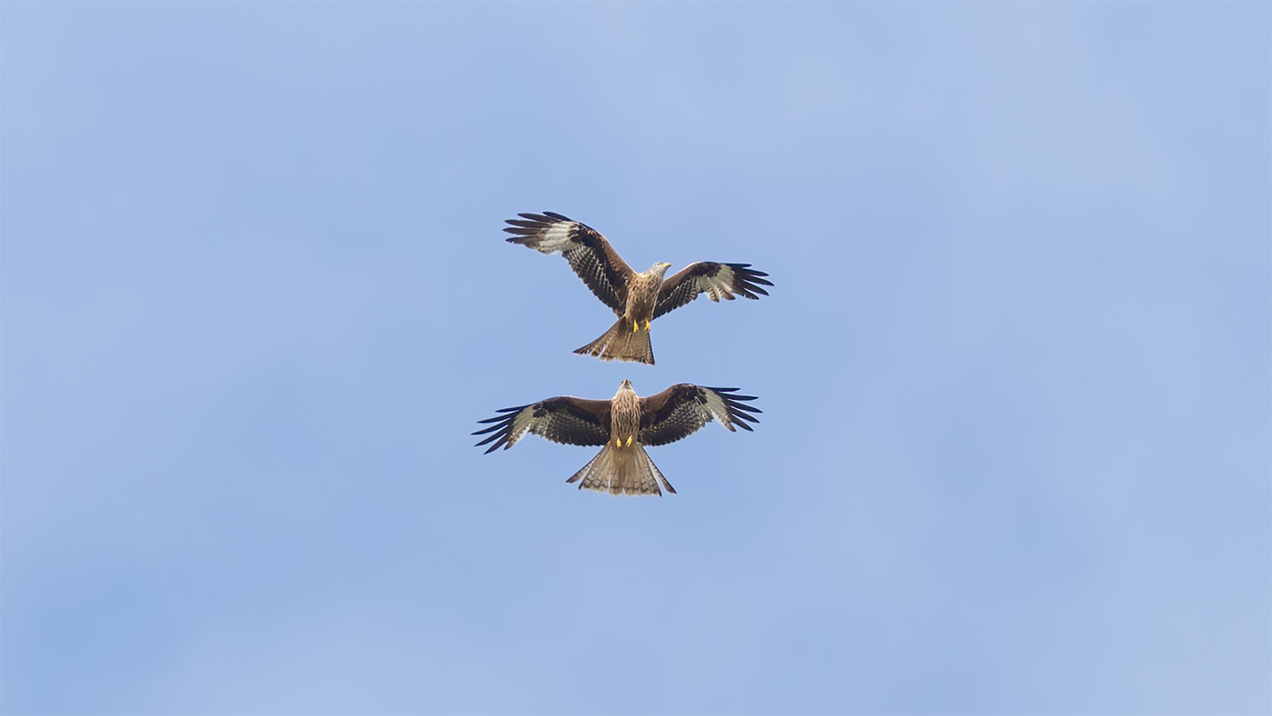 Red Kite | Milvus milvus | Photo made at the migration site Brobbelbies Noord