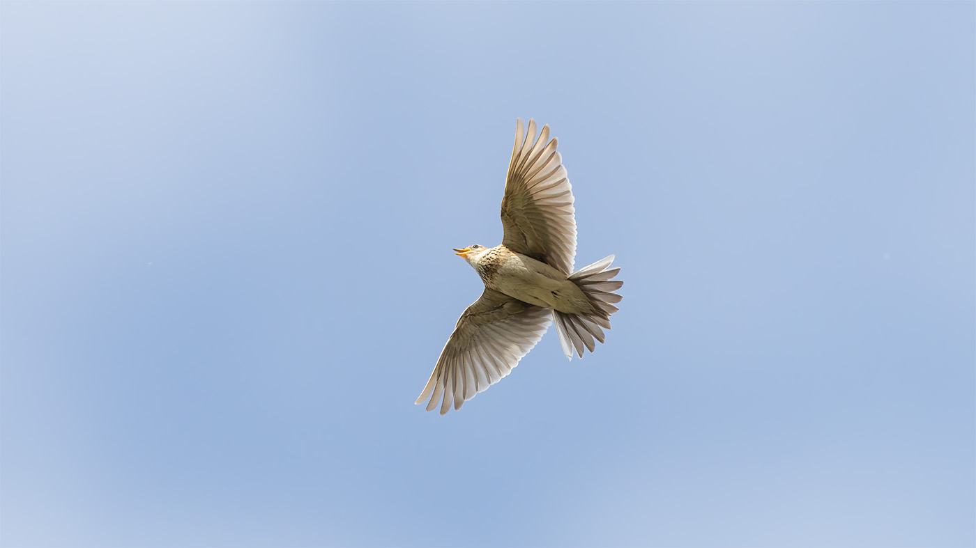 Eurasian Skylark | Alauda arvensis | Photo made at the migration site Brobbelbies Noord