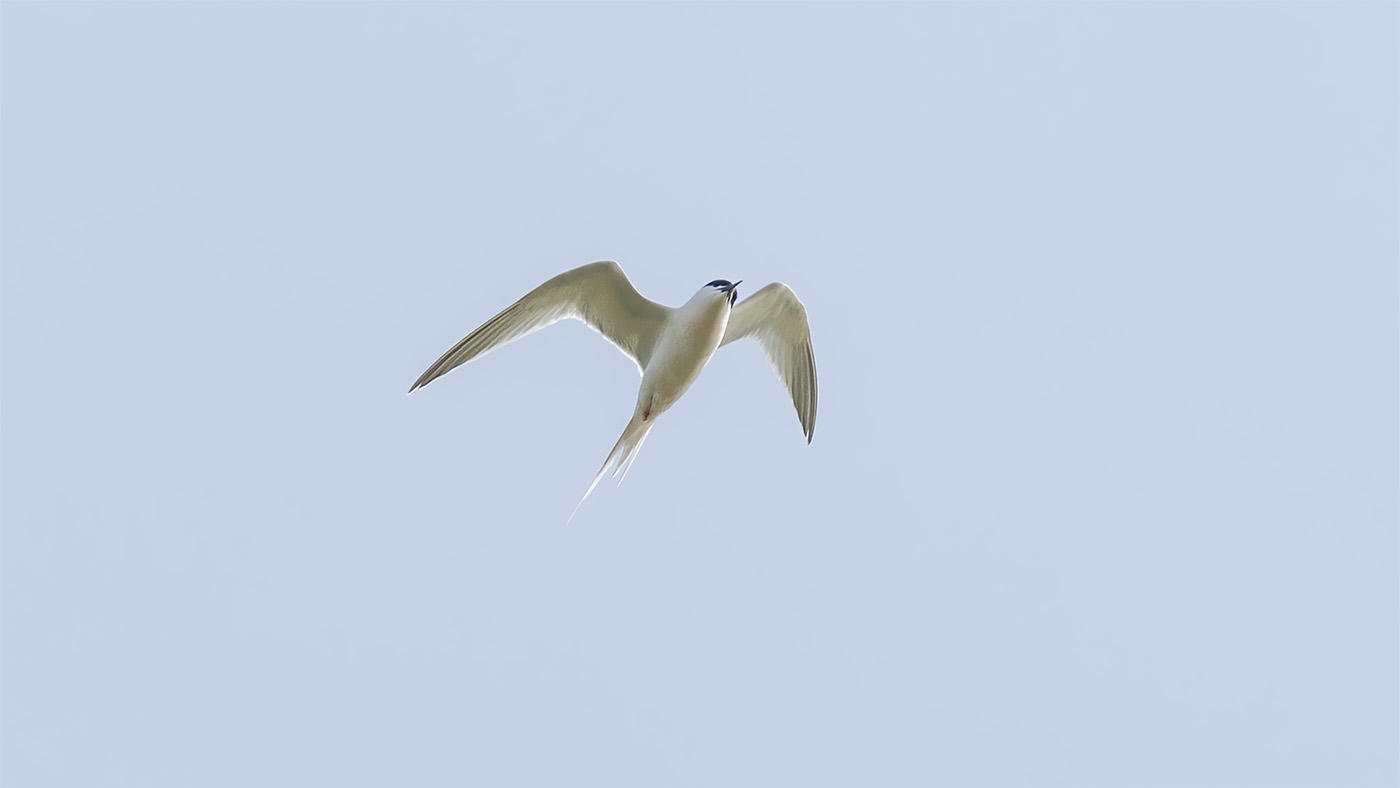 Roseate Tern | Sterna dougallii | Photo made near Schoorl