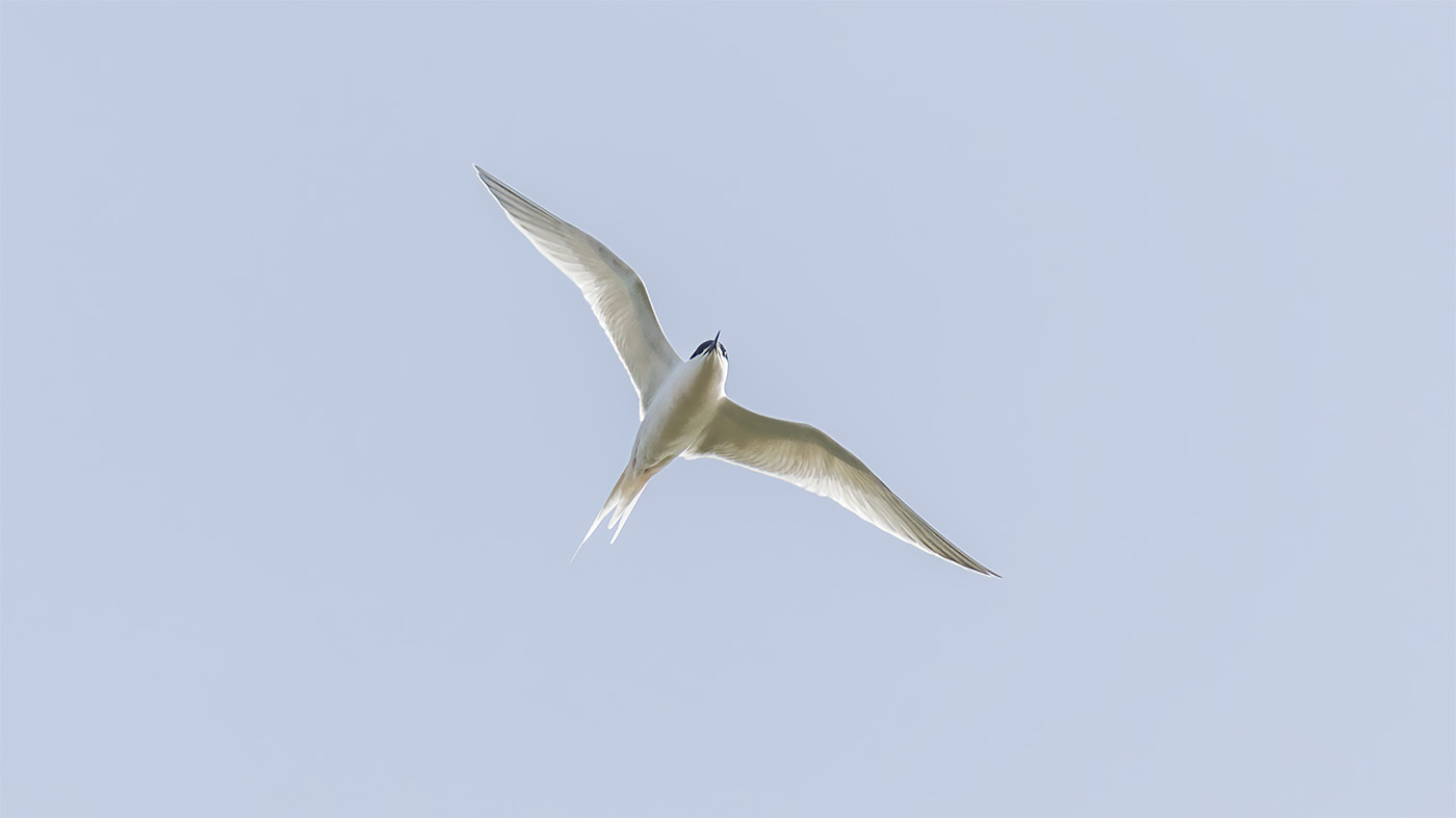 Roseate Tern | Sterna dougallii | Photo made near Schoorl