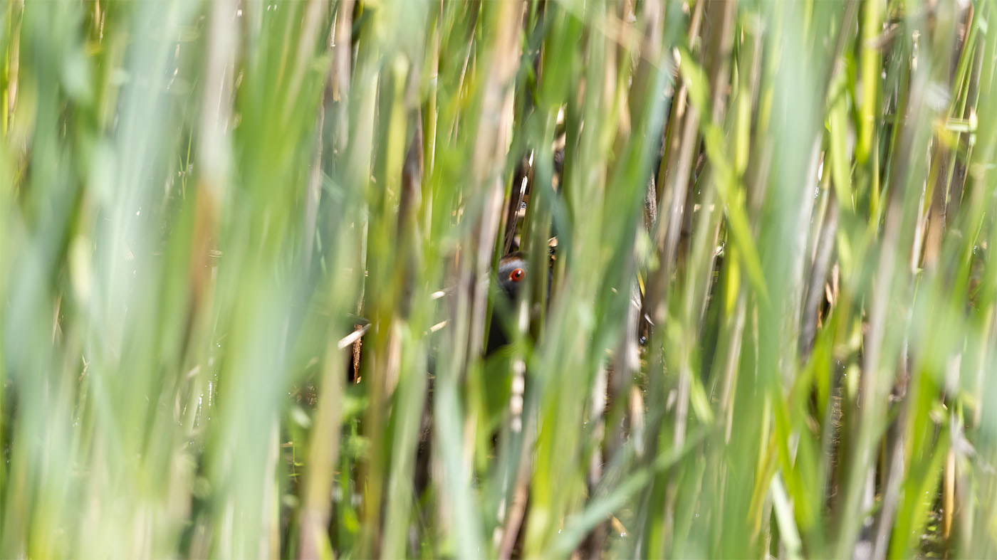 Kleinst Waterhoen | Zapornia pusilla | Foto gemaakt nabij Biddinghuizen