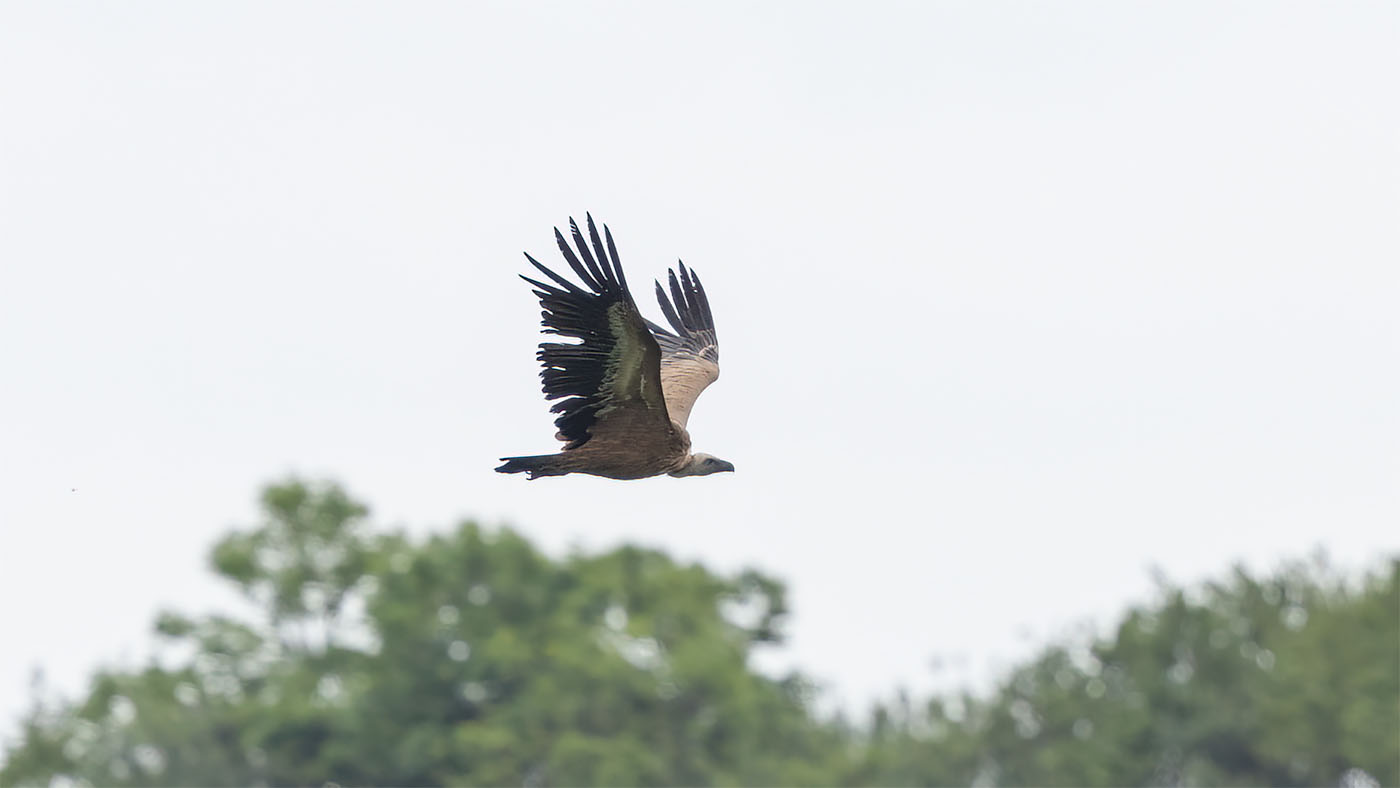 Griffon Vulture | Gyps fulvus