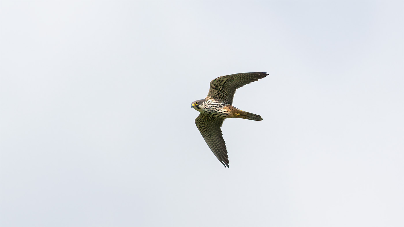 Eurasian Hobby | Falco subbuteo | Photo made at the Geuldal near Vijlen