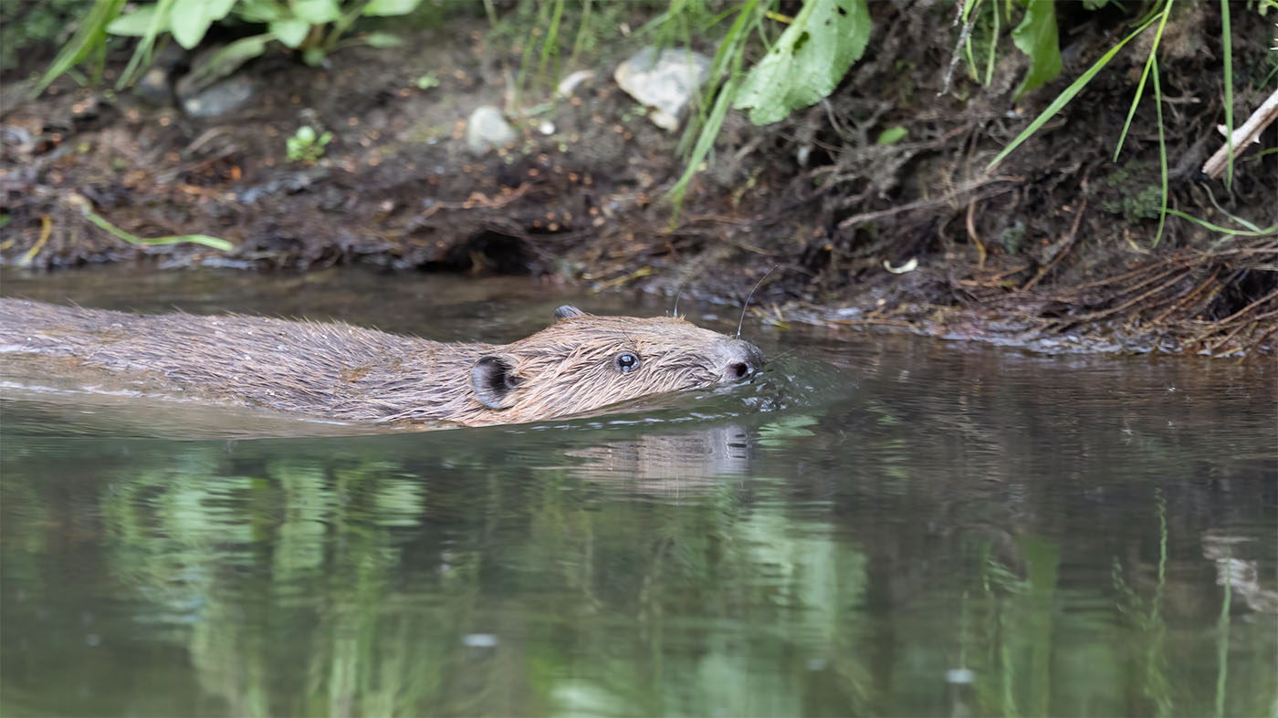 Eurasian Beaver | Castor fiber | Photo made at the Wormdal near Kerkrade