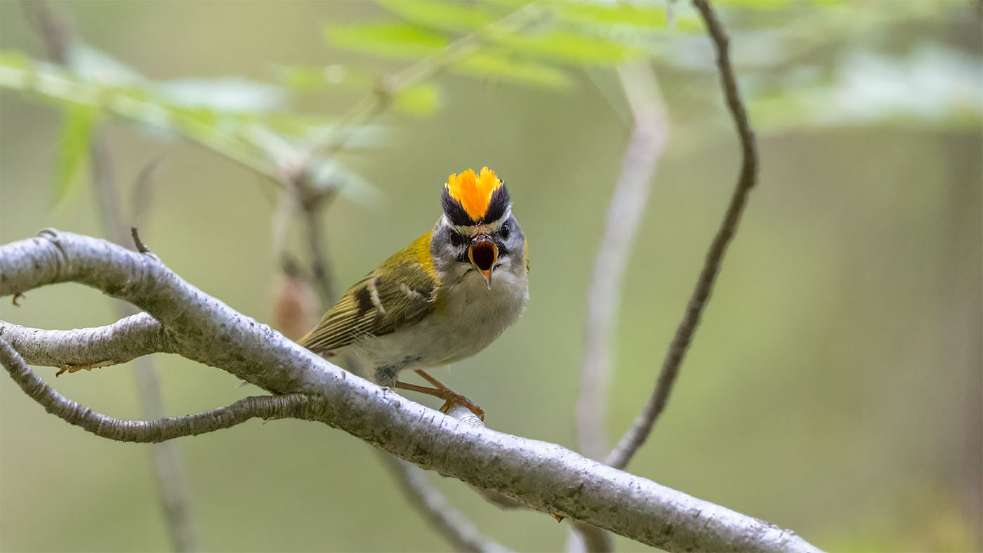 Common Firecrest | Regulus ignicapilla | Photo made at the Kerperbos near Vaals