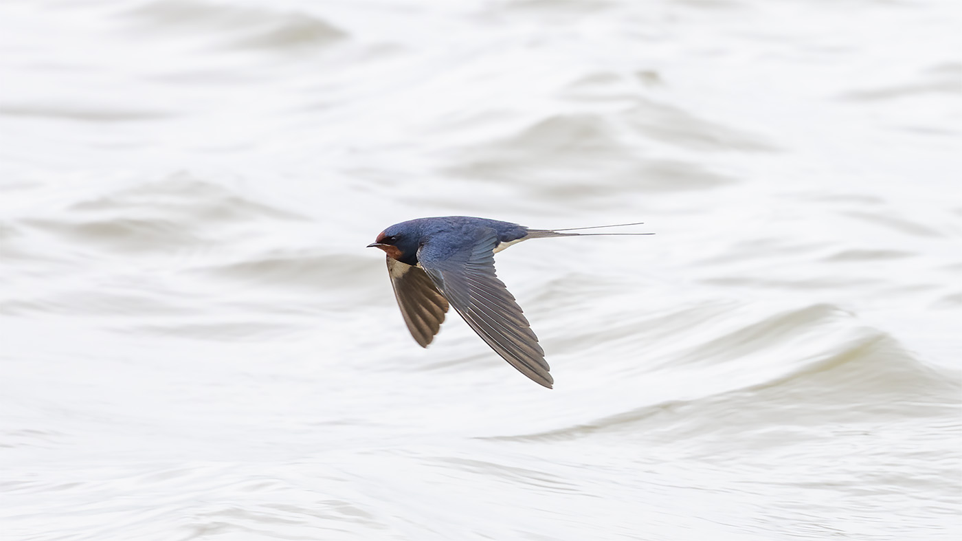 Barn Swallow | Hirundo rustica | Photo made at the Ezumakeeg Noord in the Lauwersmeer
