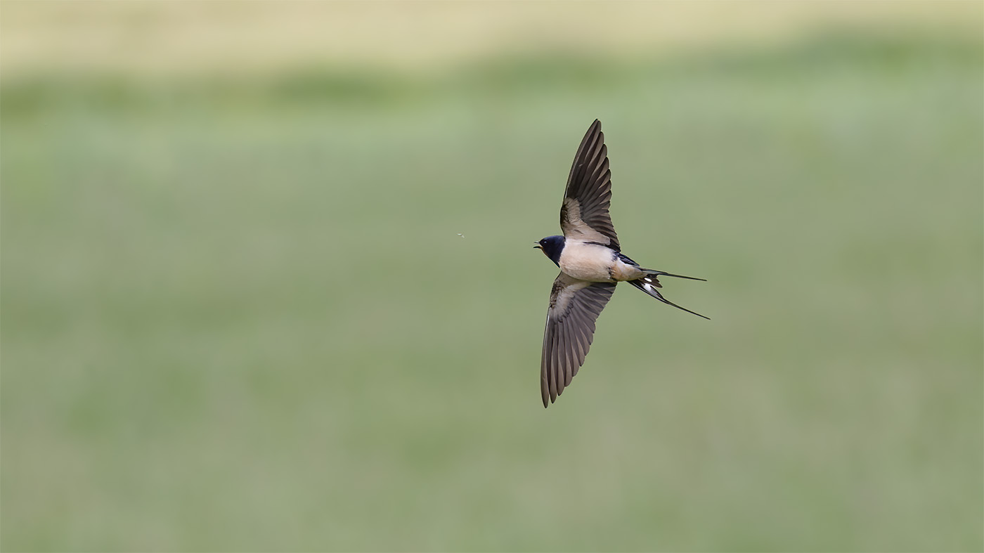 Barn Swallow | Hirundo rustica | Photo made at the Bochtjesplaat in the Lauwersmeer