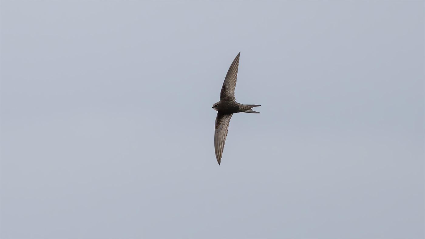 Common Swift | Apus apus | Photo made at the Ezumakeeg Zuid in the Lauwersmeer