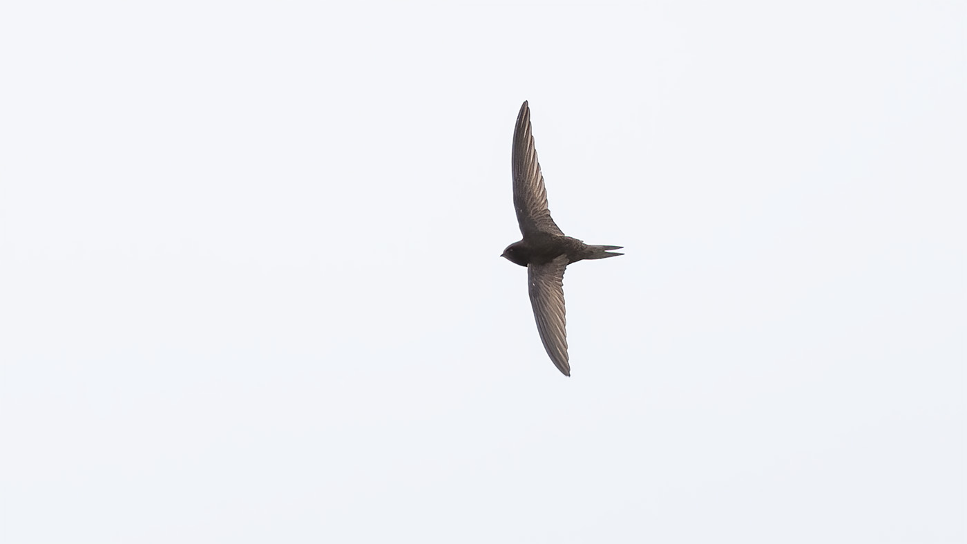 Common Swift | Apus apus | Photo made at the Ezumakeeg Noord in the Lauwersmeer