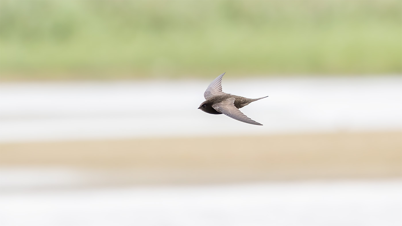 Gierzwaluw | Apus apus | Foto gemaakt bij de Ezumakeeg Noord in the Lauwersmeer