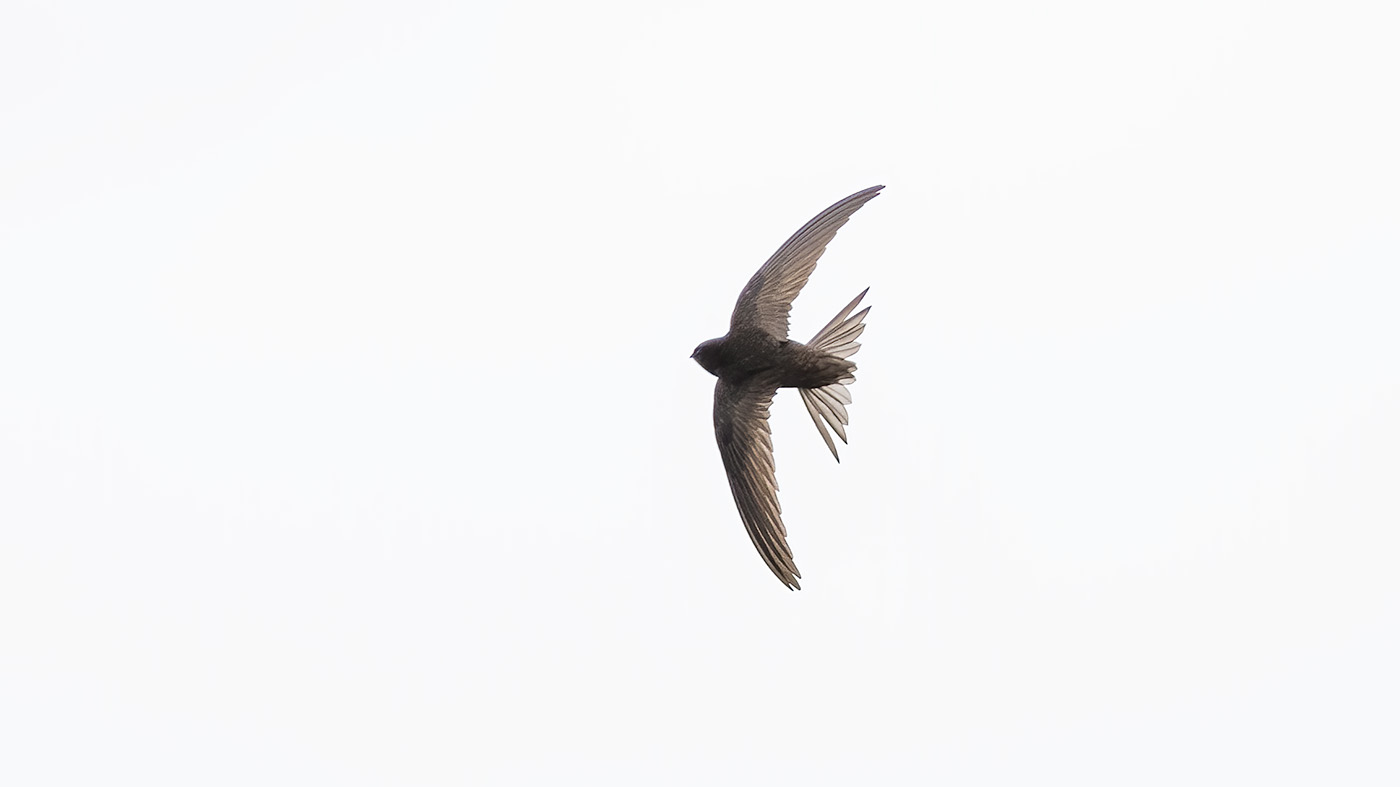 Gierzwaluw | Apus apus | Foto gemaakt bij de Ezumakeeg Noord in the Lauwersmeer