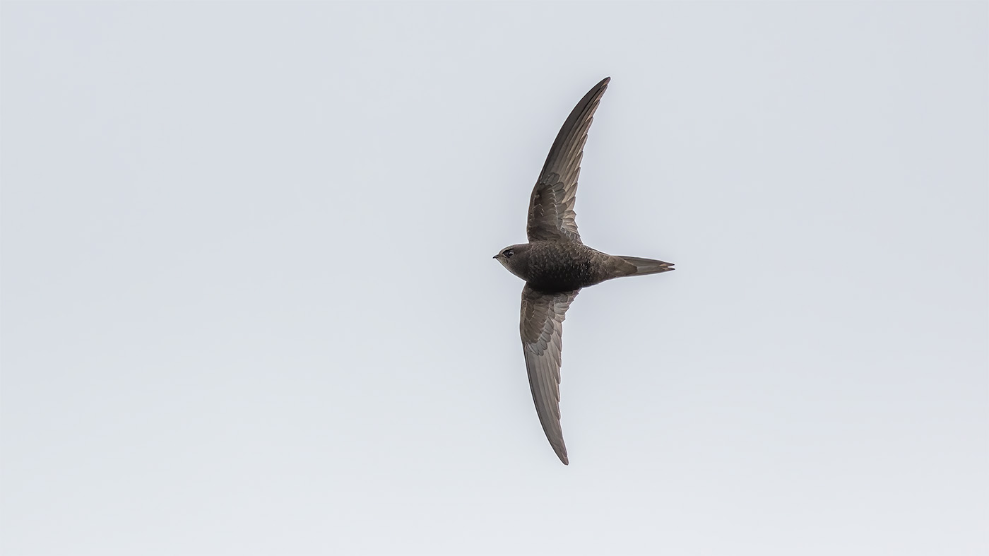 Common Swift | Apus apus | Photo made at the Ezumakeeg Noord in the Lauwersmeer