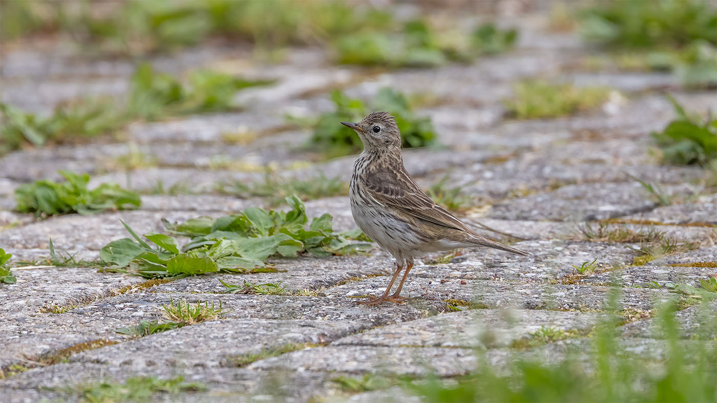 Meadow Pipit | Anthus pratensis | Photo made at the Bochtjesplaat in the Lauwersmeer