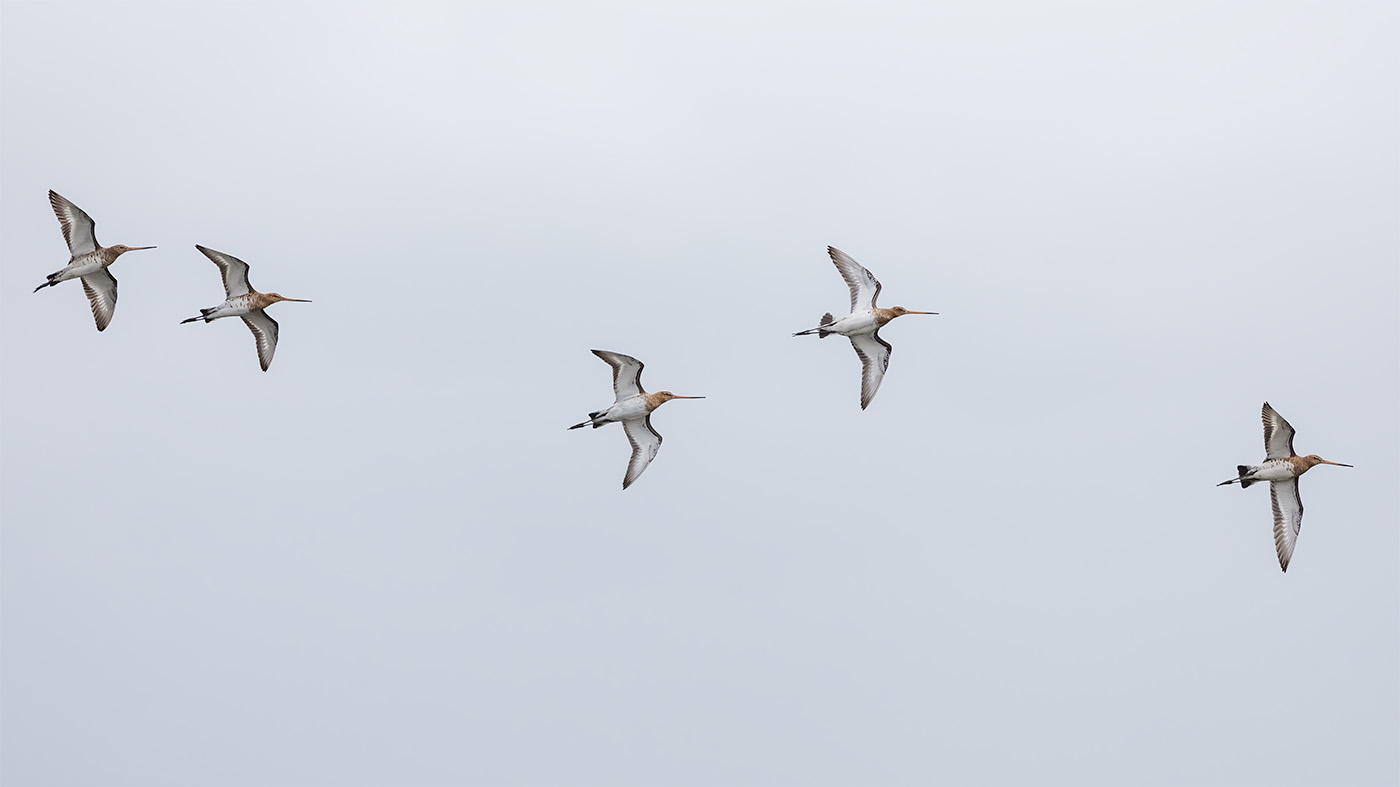 Black-tailed Godwit | Limosa limosa | Photo made at the Ezumakeeg Noord in the Lauwersmeer