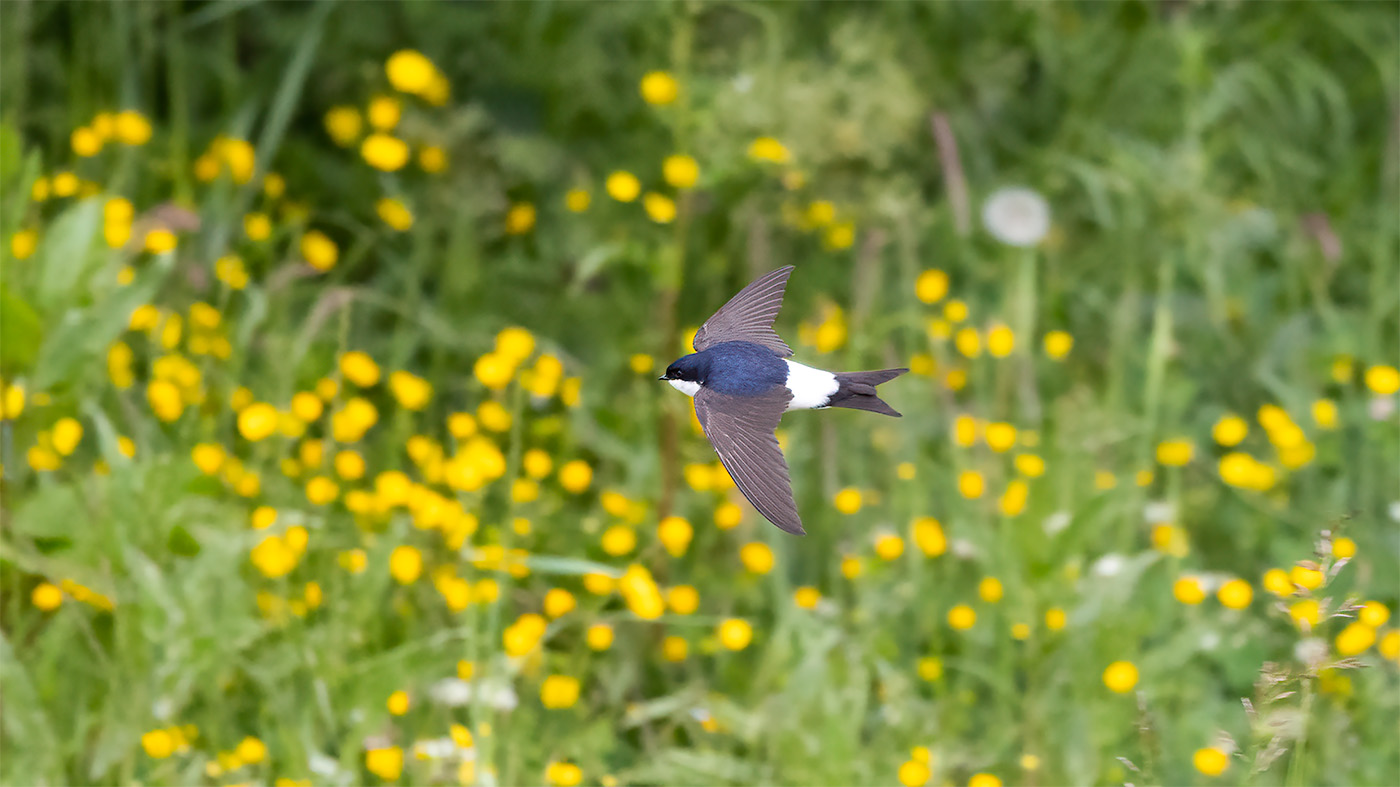 Huiszwaluw | Delichon urbicum | Foto gemaakt bij de Bochtjesplaat in the Lauwersmeer