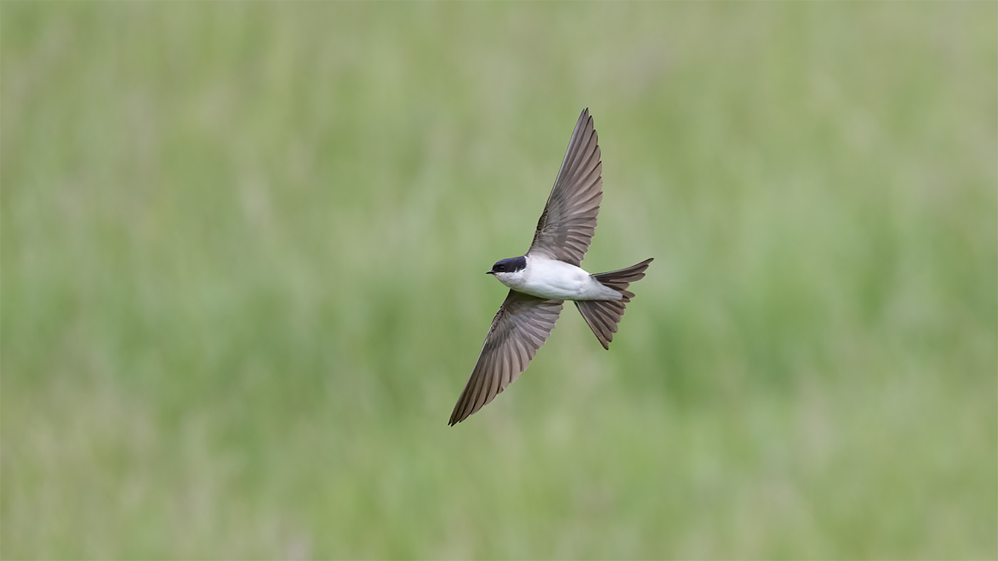 Common House Martin | Delichon urbicum | Photo made at the Bochtjesplaat in the Lauwersmeer