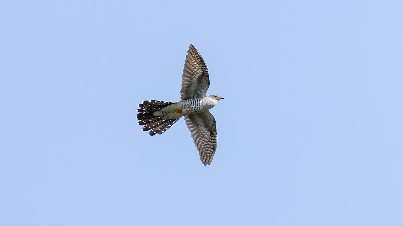 Common Cuckoo | Cuculus canorus
