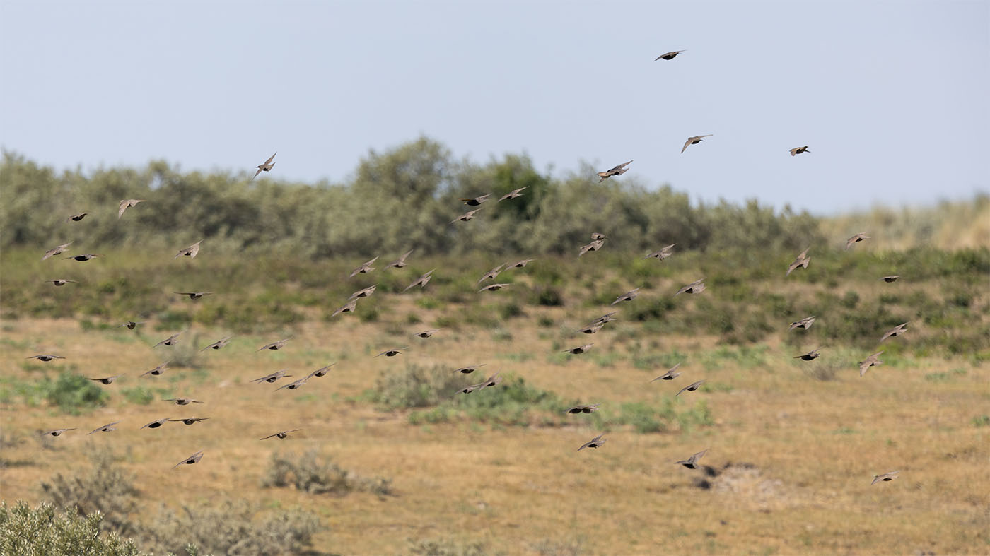 Common Starling | Sturnus vulgaris | Photo made near Ouddorp