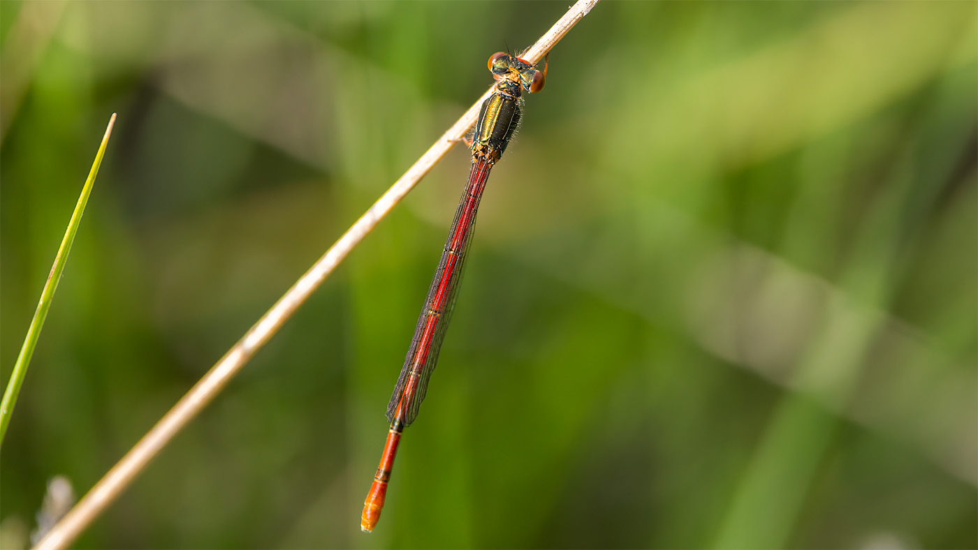 Small Red Damselfly | Ceriagrion tenellum
