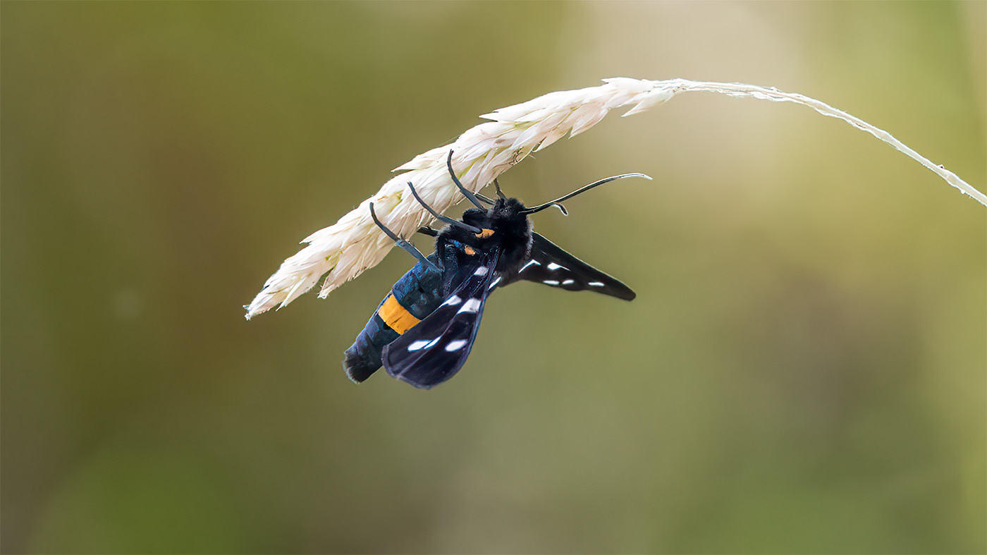 Nine-spotted Moth | Amata phegea