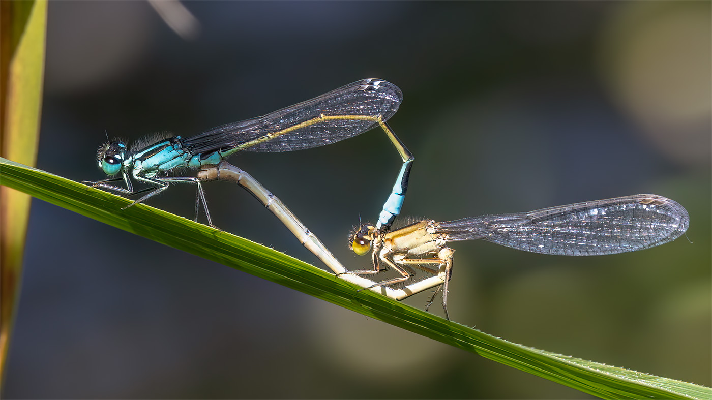 Common Bluetail | Ischnura elegans