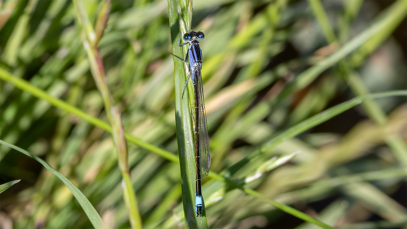 Common Bluetail | Ischnura elegans