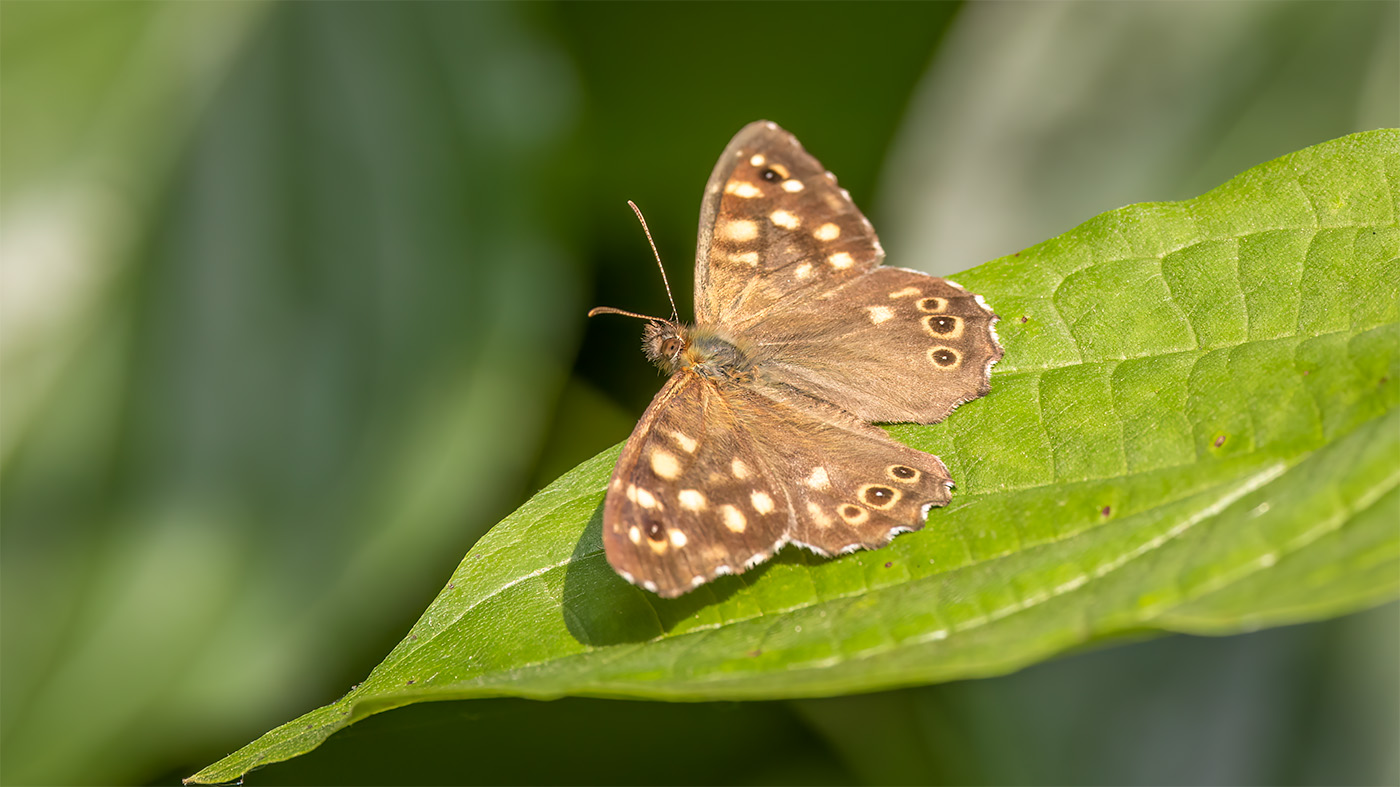 Speckled Wood | Pararge aegeria