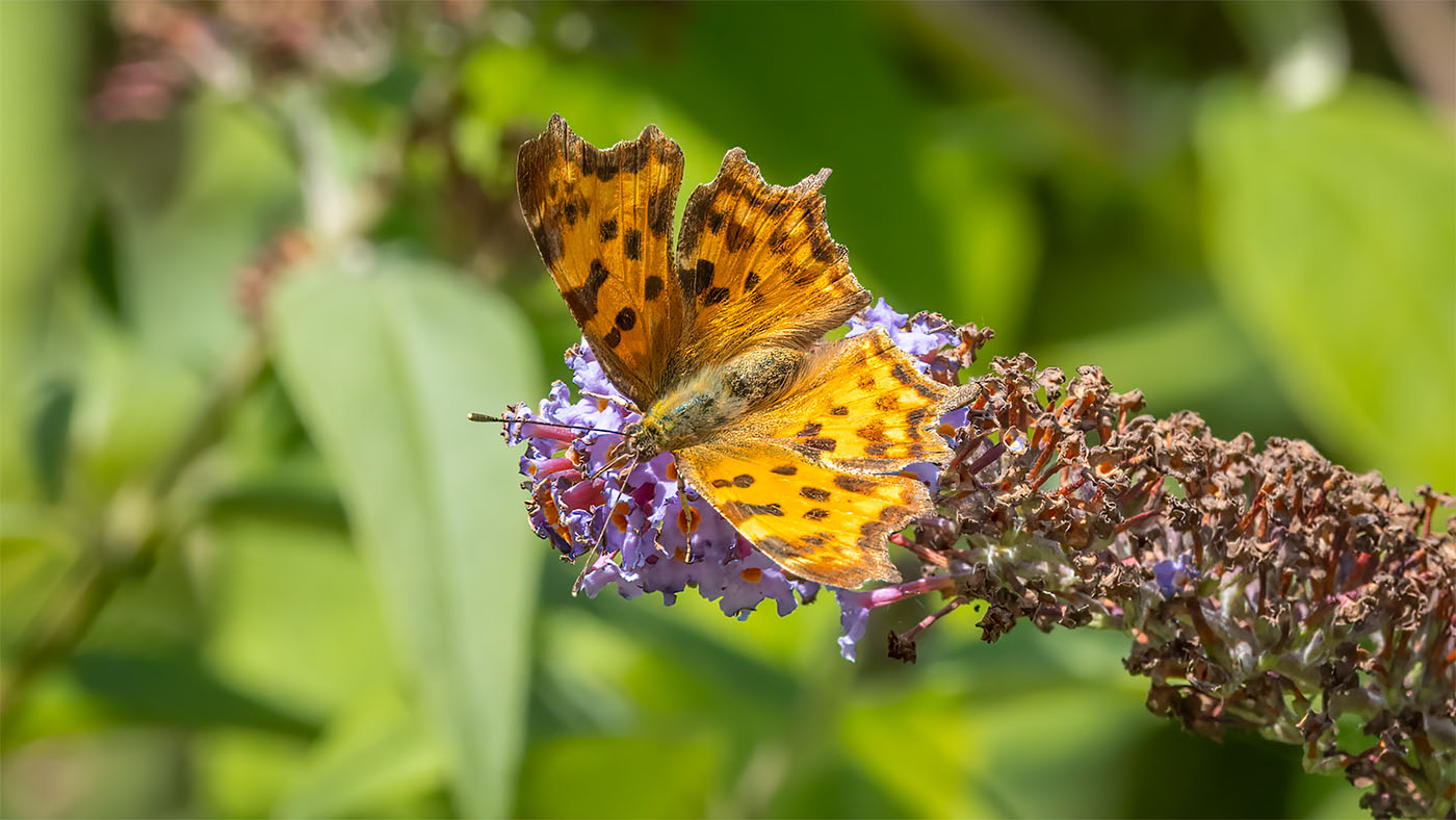 Comma Butterfly | Polygonia c-album