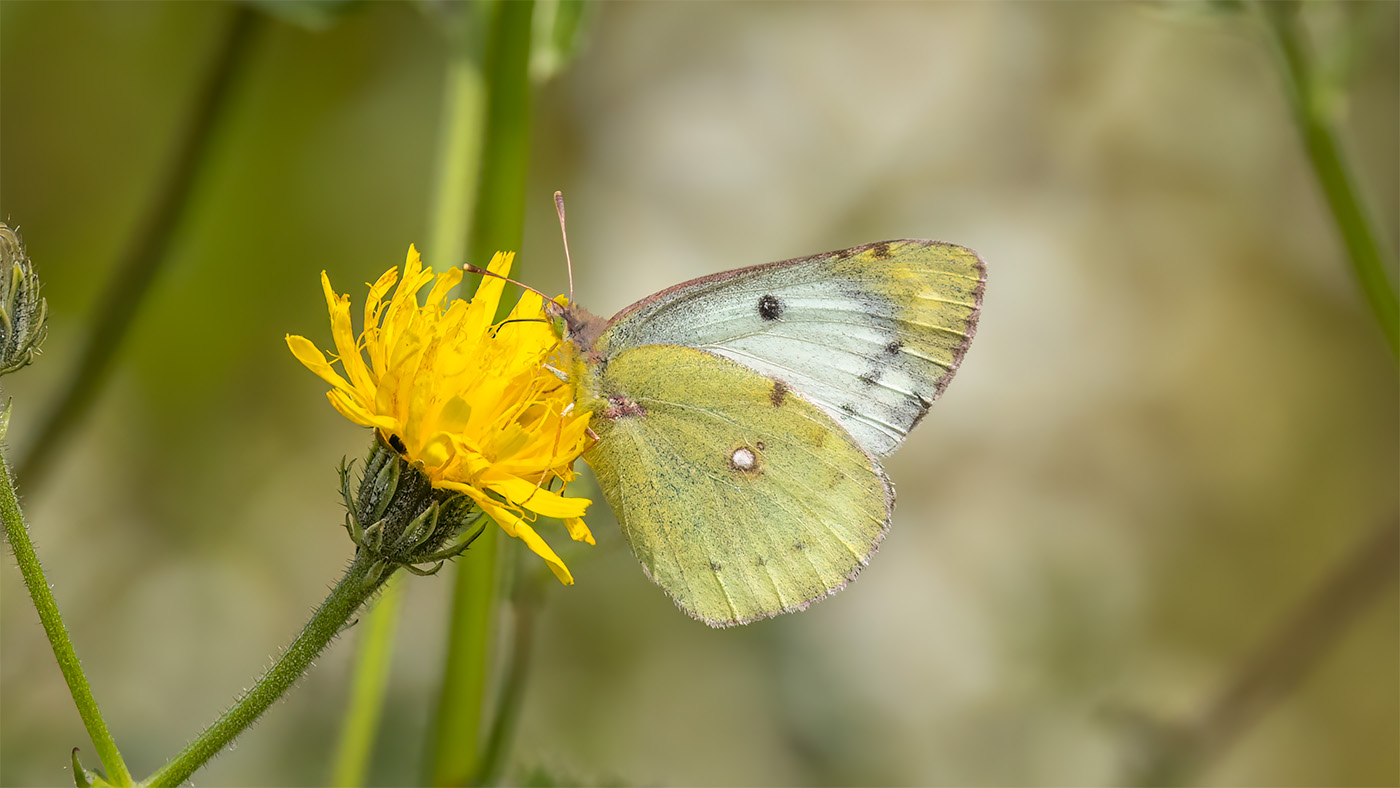 Clouded Yellow | Colias hyale Pale