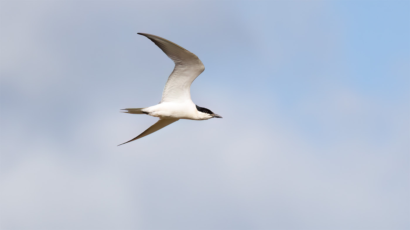 Gull-billed Tern | Gelochelidon nilotica