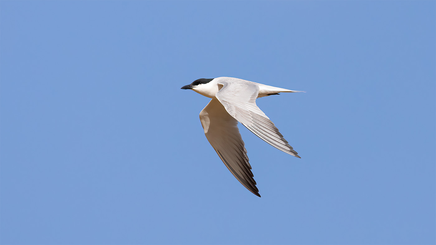 Gull-billed Tern | Gelochelidon nilotica