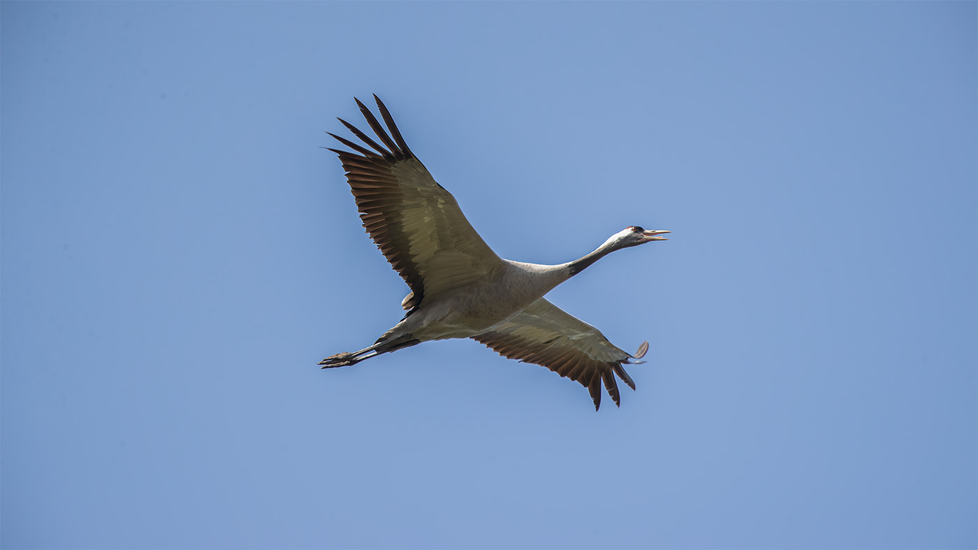 Common Crane | Grus grus